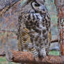 Great Horned Owl