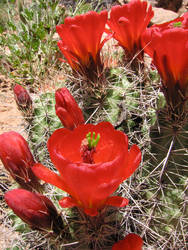 Red Cactus