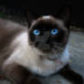 siamese cat