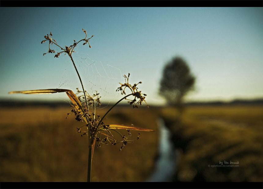 By the Brook