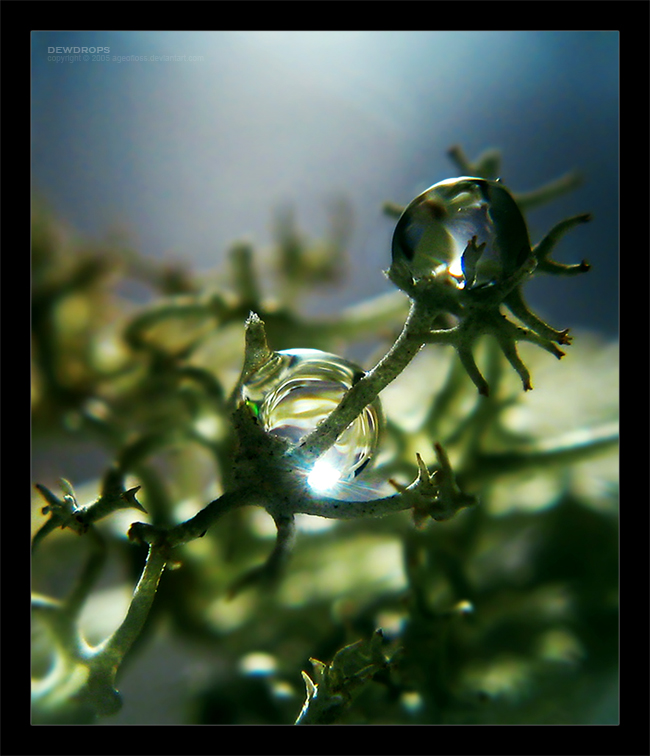 Dewdrops