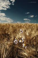 Fields Of Golden Wheat