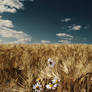 Fields Of Golden Wheat