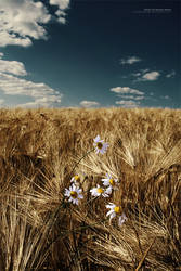 Fields Of Golden Wheat