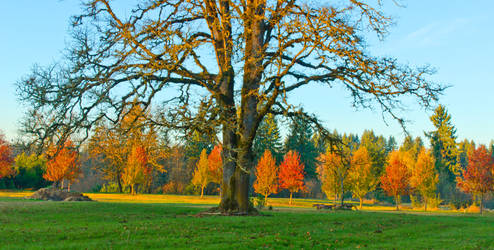 Country Beauty Stock