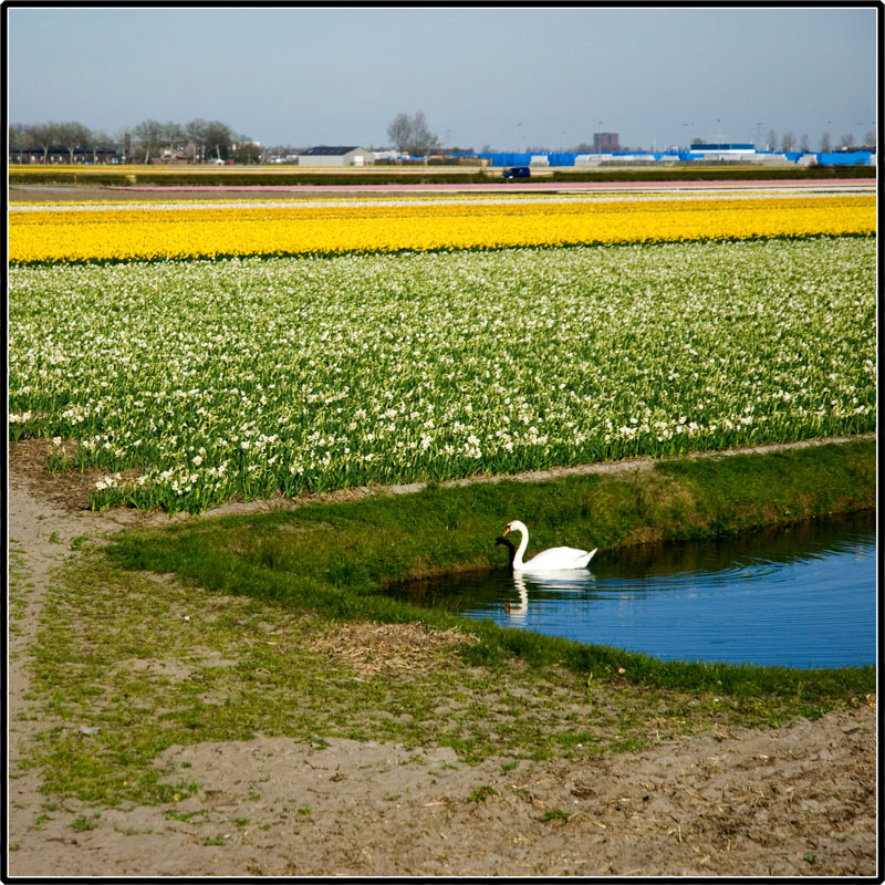 holland swan