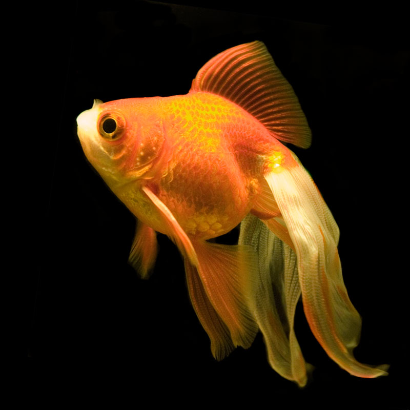 Золотая рыбка правильно. Золотая рыбка вуалехвост. Веерохвост Золотая рыбка. Вуалехвост золотой. Вуалехвост черный.