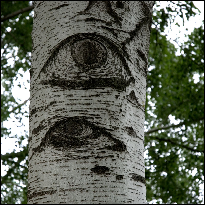 bark- eyes?