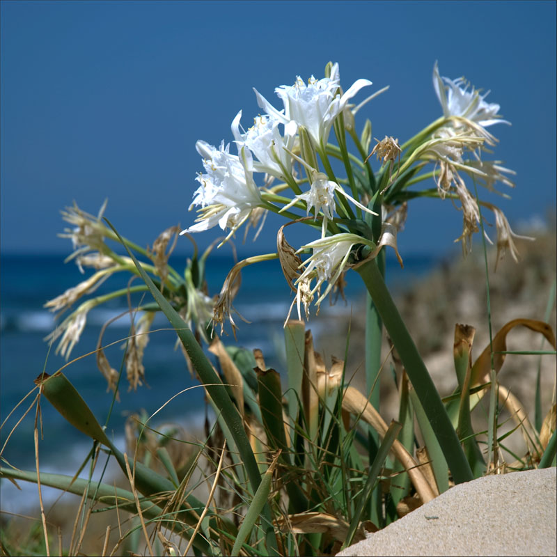 beach flower