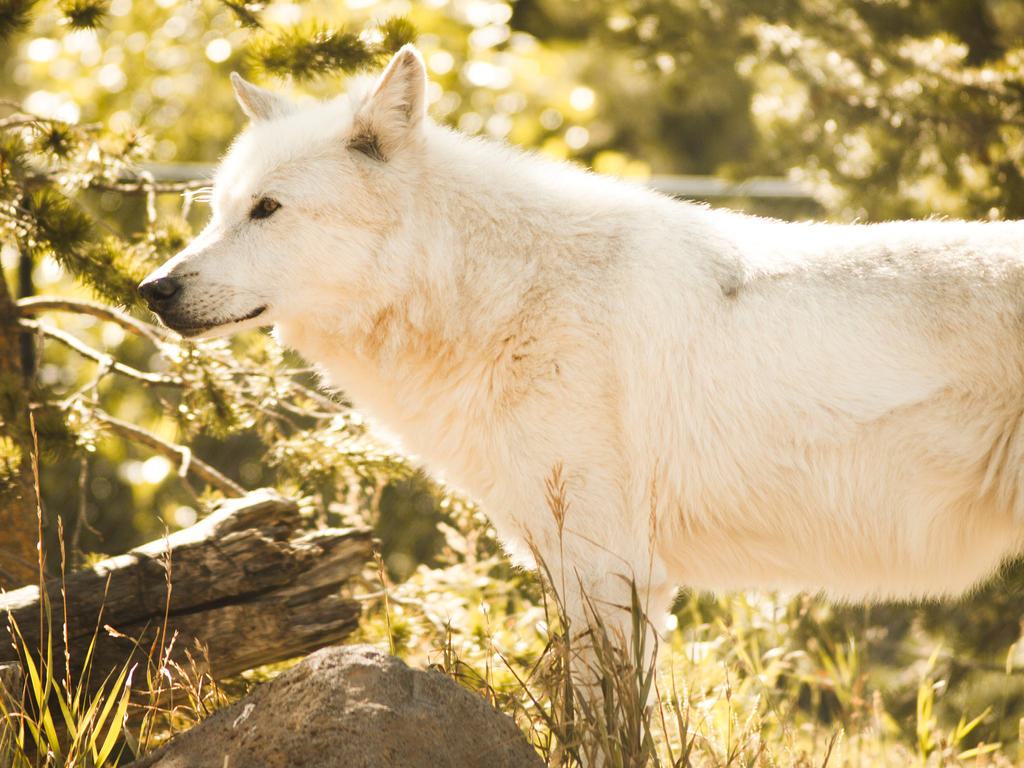 Canis Lupus by QueenKitty on DeviantArt
