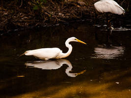 Reflection