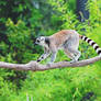 Ring-Tailed Lemur III