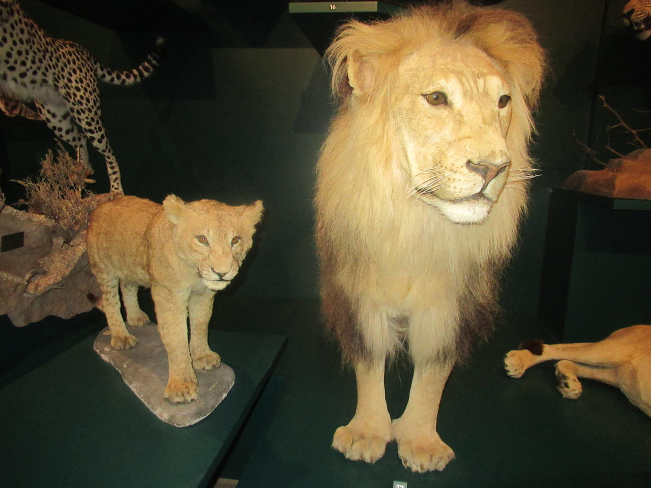 Lion and Lion Cub by CodetskiPhotography on DeviantArt