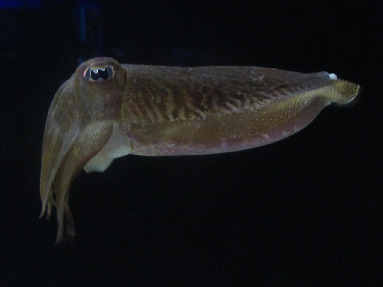 Cuttlefish at Ripleys Aquarium by CodetskiPhotography on DeviantArt