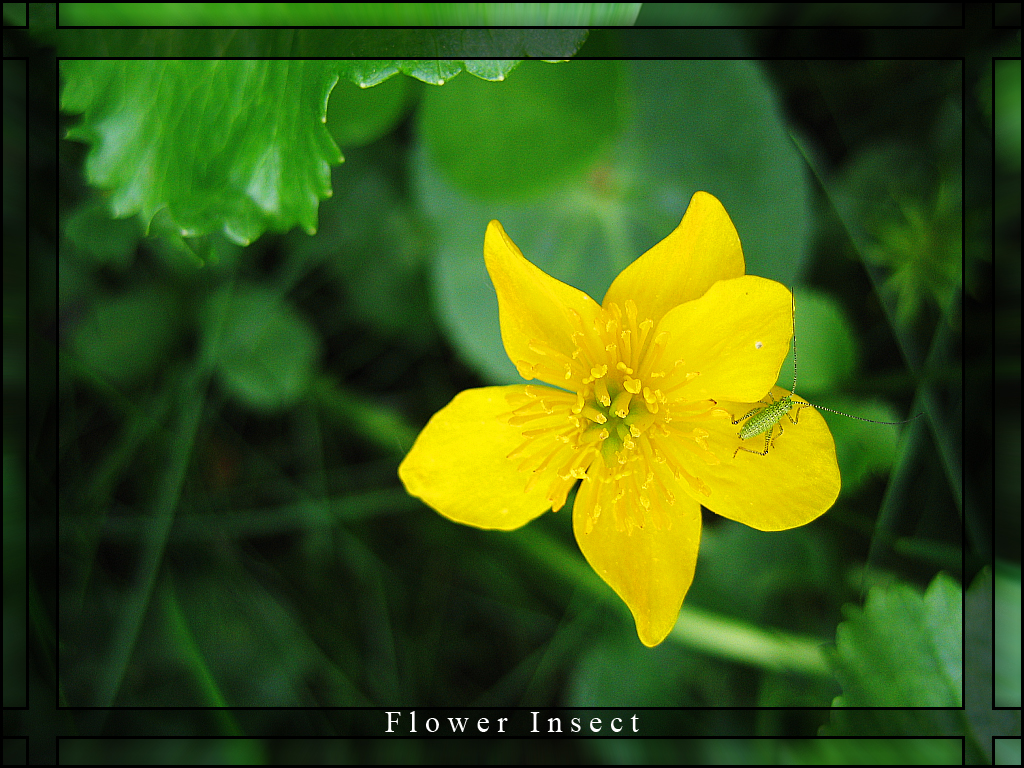 Flower Insect