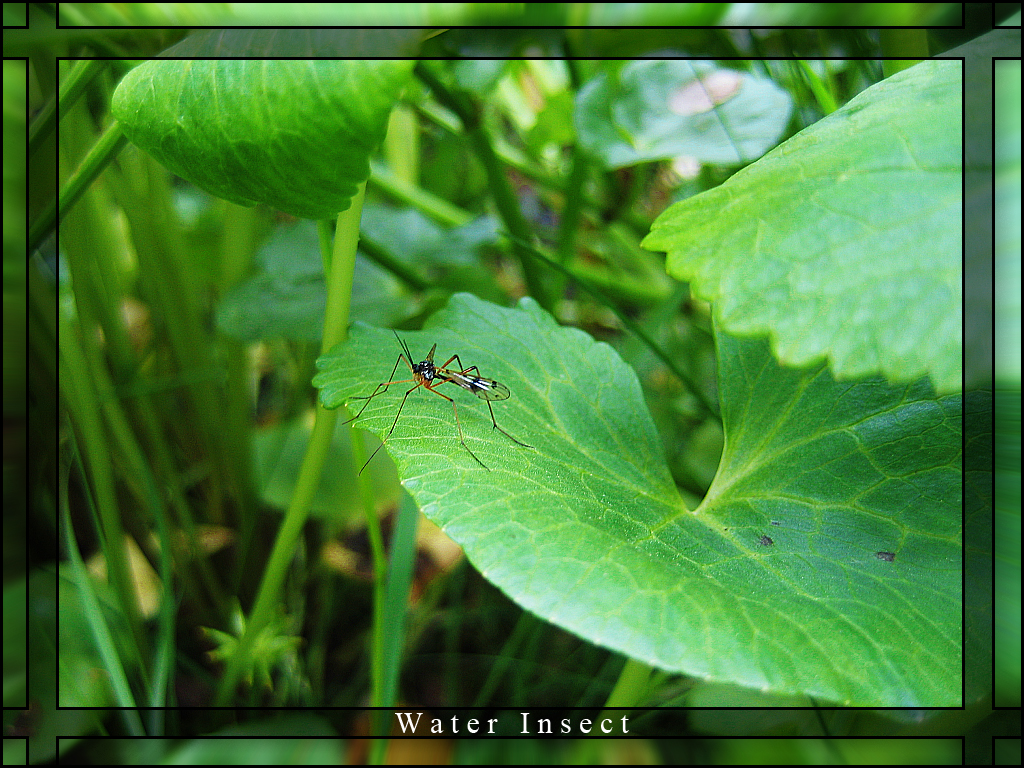 Water Insect