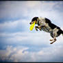 Flying Dog