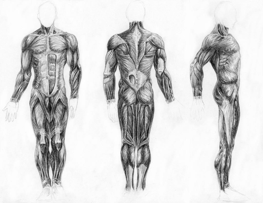 Muscles of the Body by arvalis on DeviantArt
