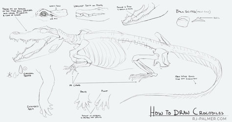 How to Draw Crocodiles