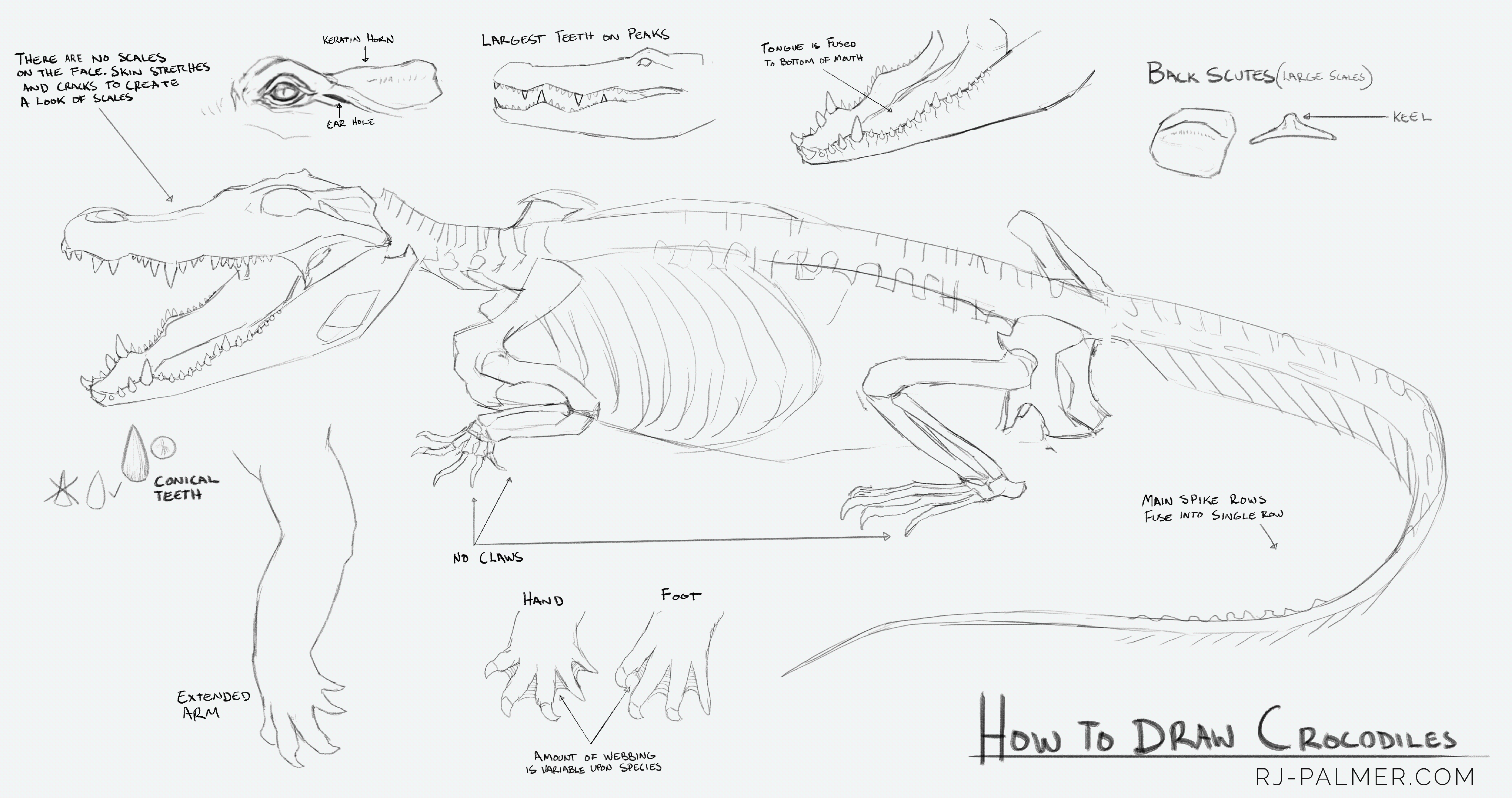 How to Draw Crocodiles by arvalis on DeviantArt How to Draw Crocodiles by arvalis on DeviantArt