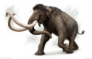 Columbian Mammoth