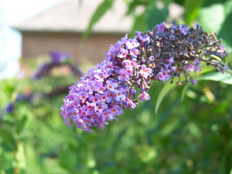 Tiny purple group