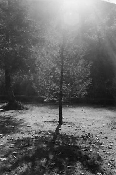 that one tree by janejones on DeviantArt