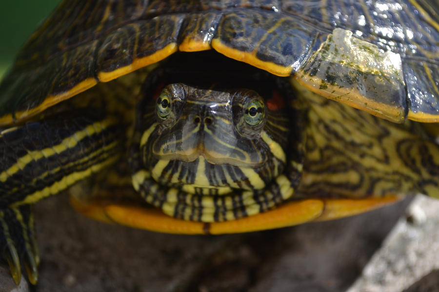 Turtle by Photofreakerin on DeviantArt