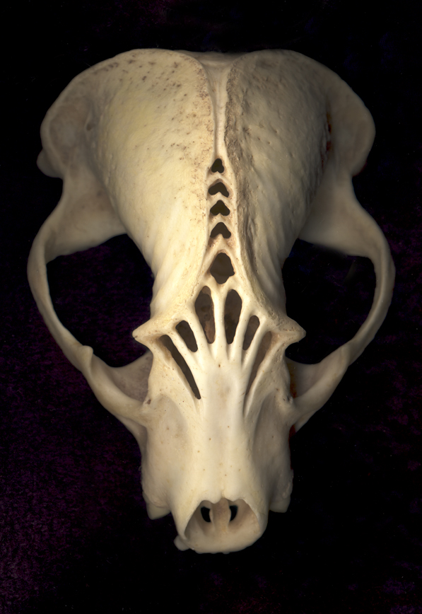 Badger Skull B