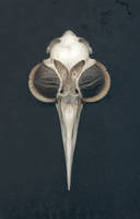 Bird Skull Pendant