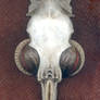 Bird Skull Pendant 2
