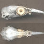 Bird Skull Pendant 3