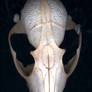fox skull