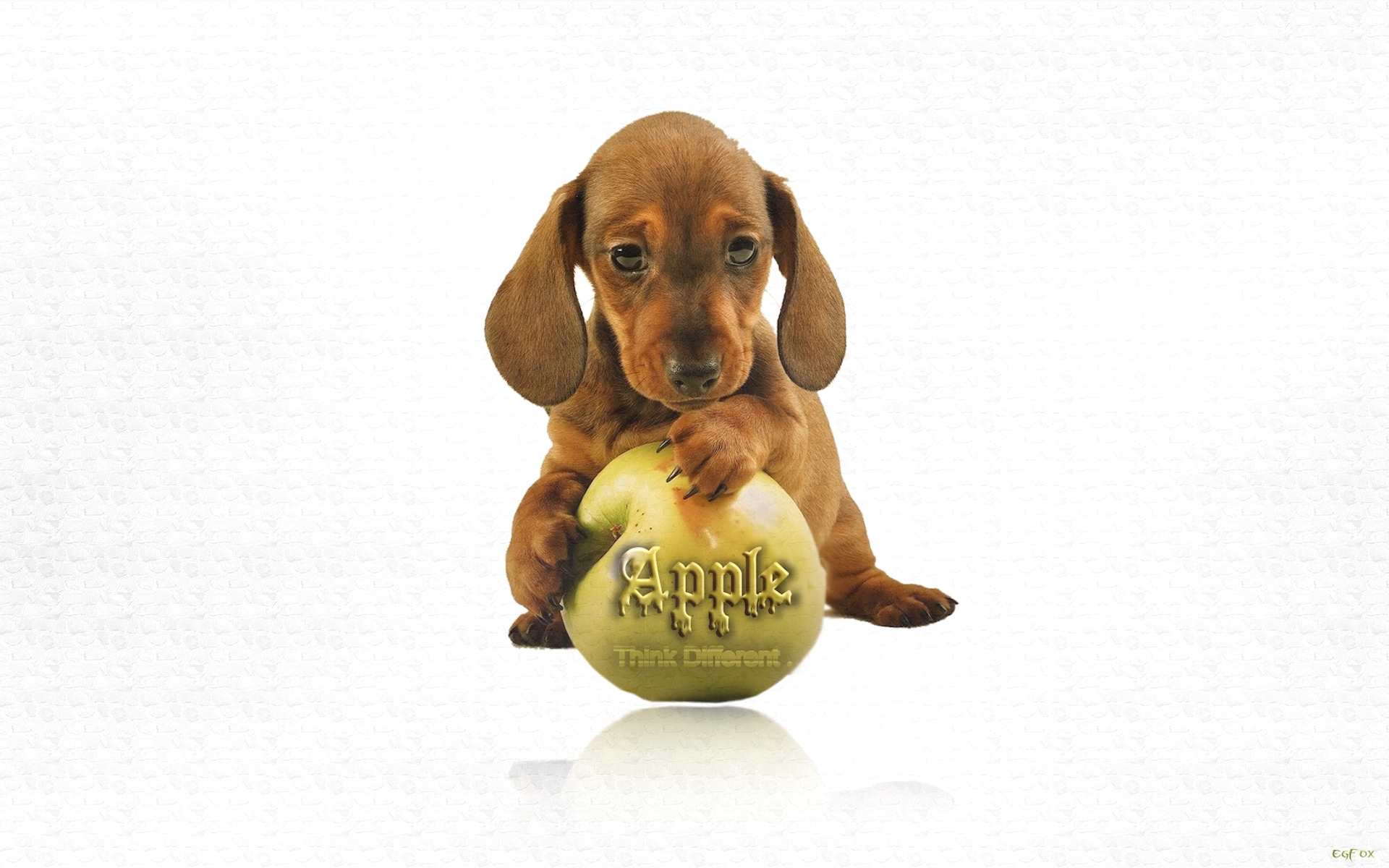 EgFox DOG Apple HD