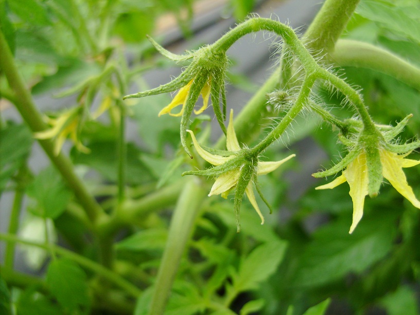 Tomatoes