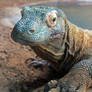 Varanus Komodoensis