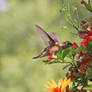 In Flight