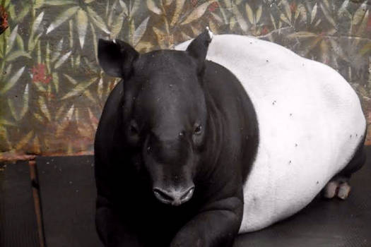 Malayan Tapir Close up