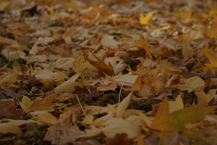 welcome leaves