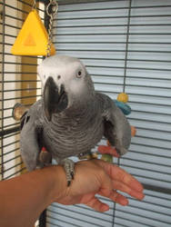 Memphis my african grey