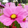 Cosmos Flower