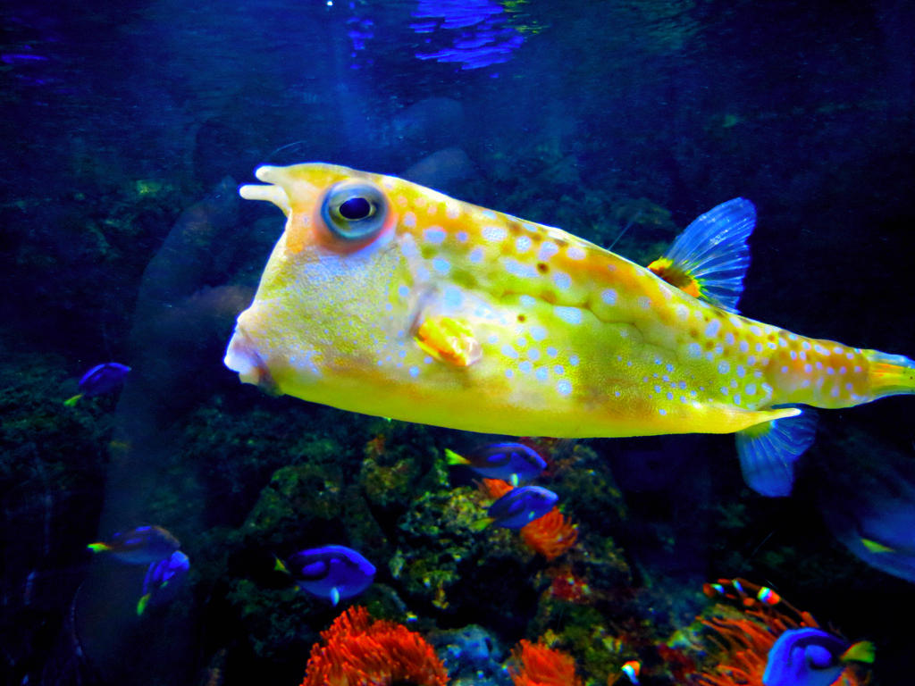 Grumpy Gills by JoyousWriter on DeviantArt