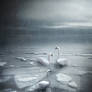 Swans 4