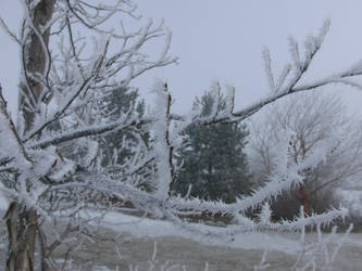 Frosted Branches