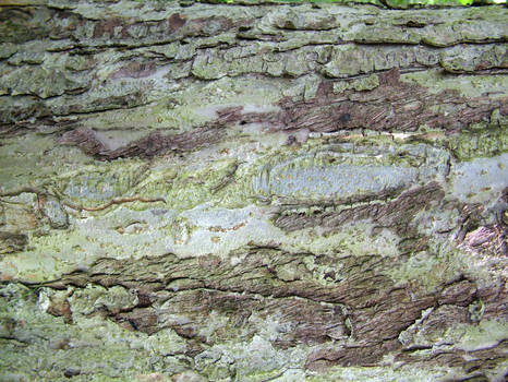 apple tree bark texture