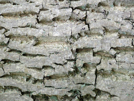 nut bark texture