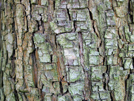 peak-tree bark texture
