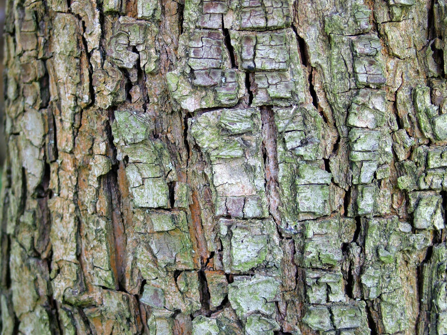 peak-tree bark texture by oosDesign