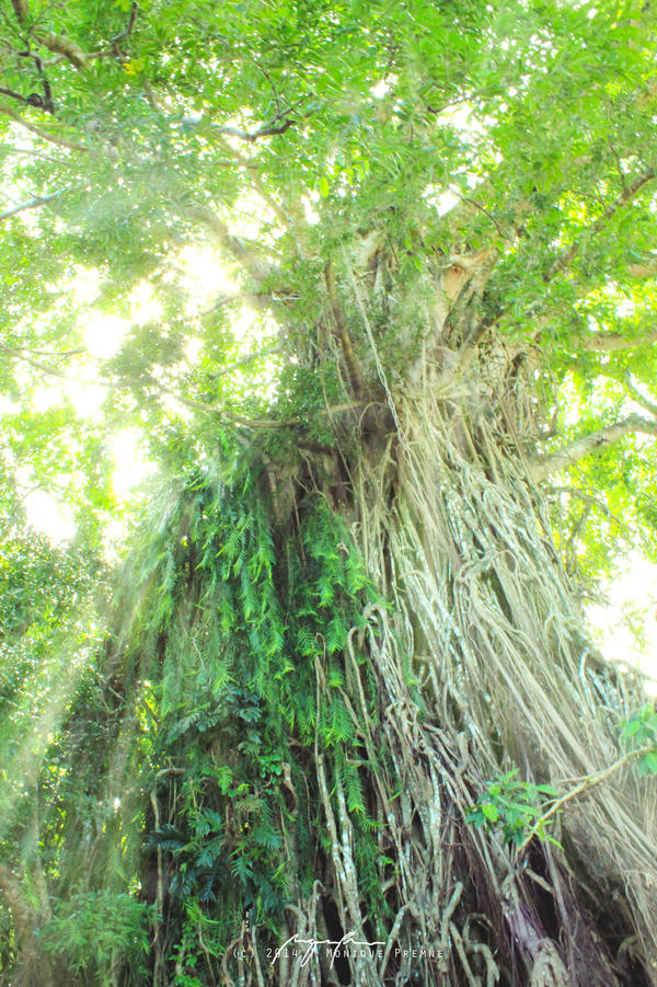 Balete Tree by strawberrymilkcloud on DeviantArt
