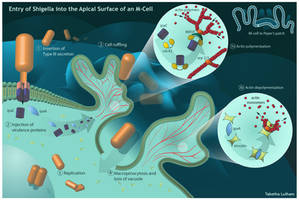 Shigella's Entry into M-cells